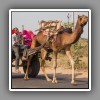 Camelwagon